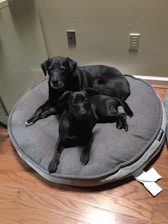 Two black dogs are comfortably lying on a large gray dog bed placed on a wooden floor. The setting appears to be indoors, with a beige wall in the background featuring two electrical outlets.