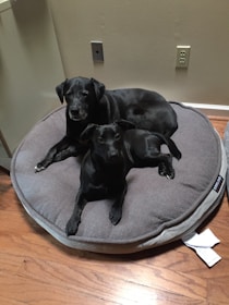 Two black dogs are comfortably lying on a large gray dog bed placed on a wooden floor. The setting appears to be indoors, with a beige wall in the background featuring two electrical outlets.