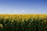 white-and-brown sunflower field during daytime