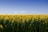white-and-brown sunflower field during daytime