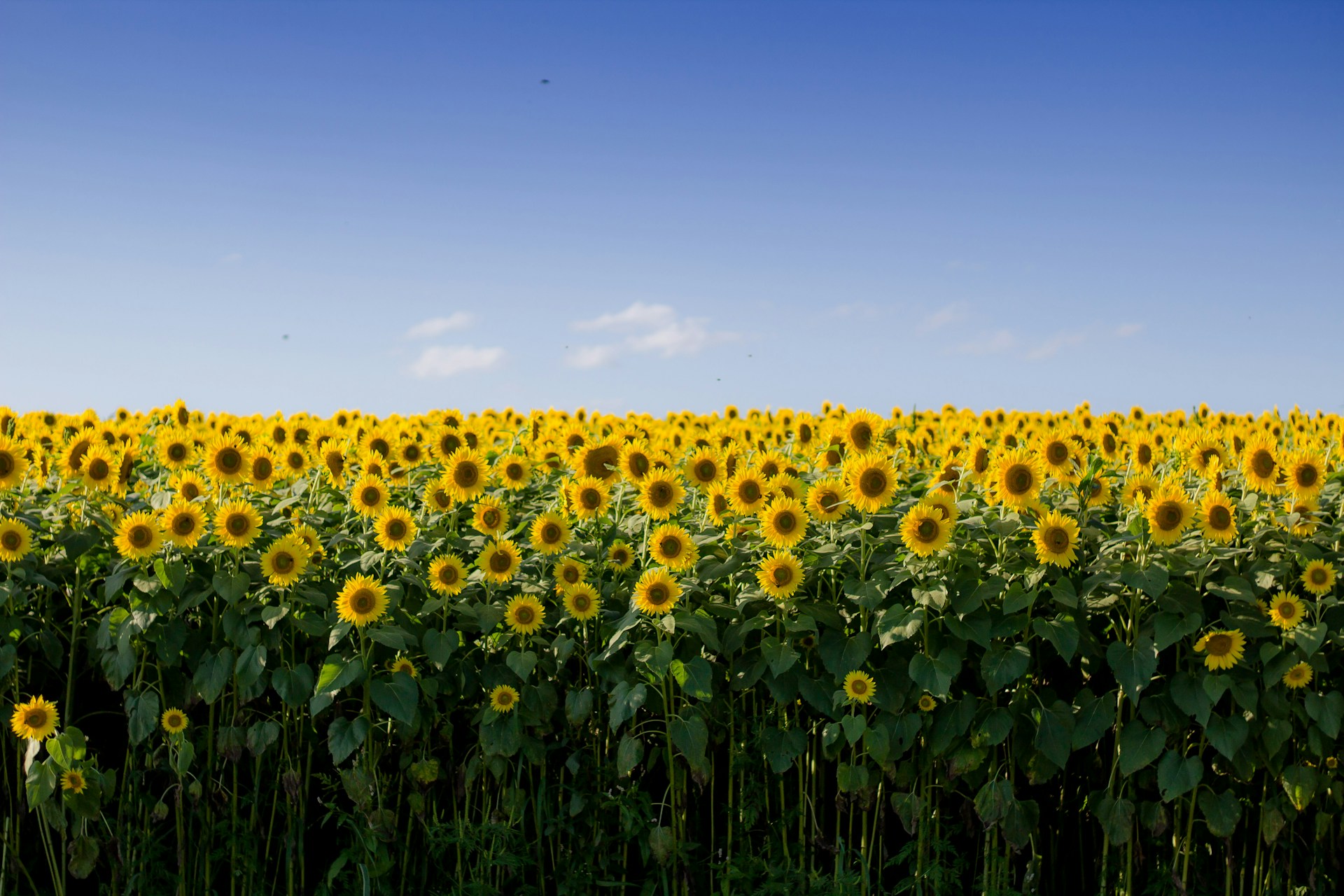 white-and-brown sunflower field during daytime