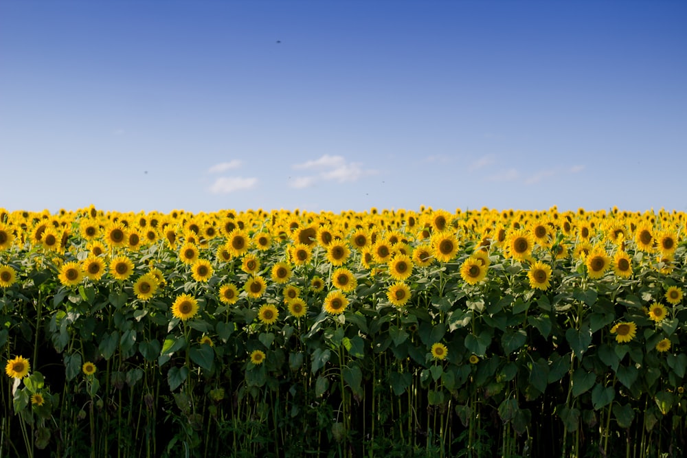 white-and-brown sunflower field during daytime