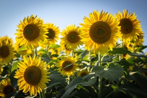 yellow sunflowers in bloom