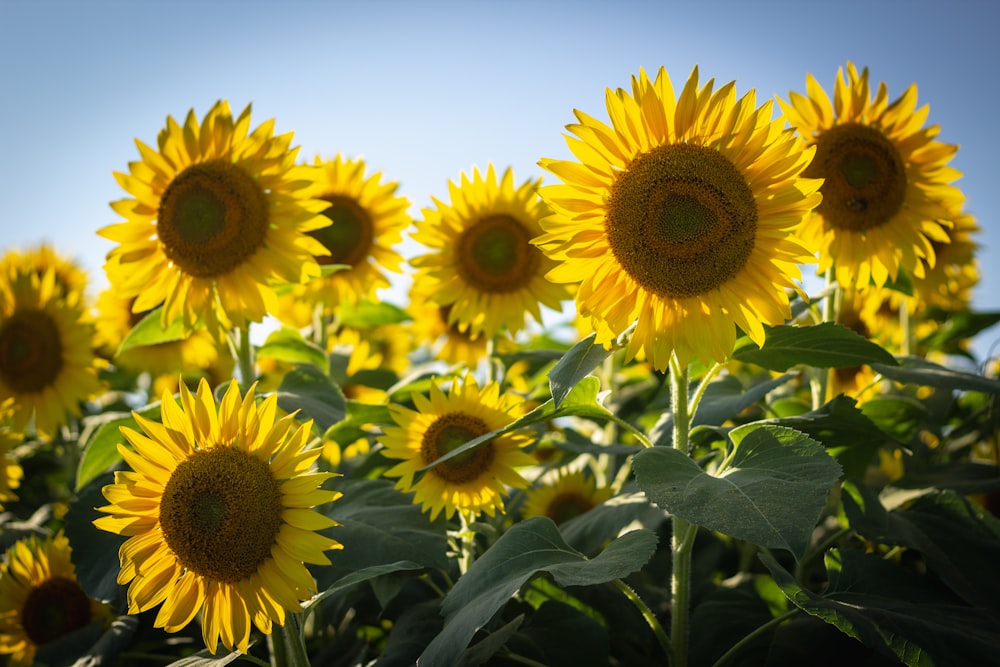 girasoles amarillos en flor