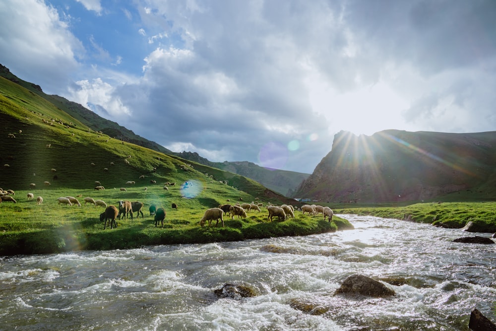 animales cerca del río entre colinas bajo el cielo azul y blanco