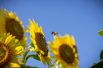 A close-up of several bright yellow sunflowers with a honeybee flying towards one of them. The petals and seeds of the sunflowers are crisply detailed against a clear blue sky, highlighting the vibrant colors and natural beauty.