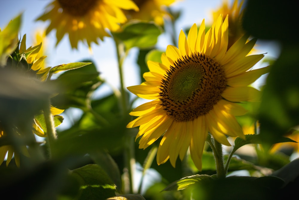 field of yellow sunflower