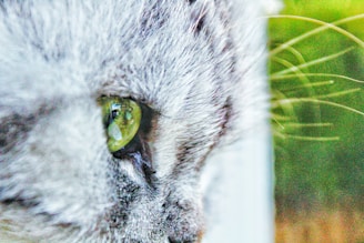 A close-up of a cat’s bright green eyes reflecting the afternoon light