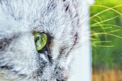 A close-up of a cat’s face with bright green eyes.