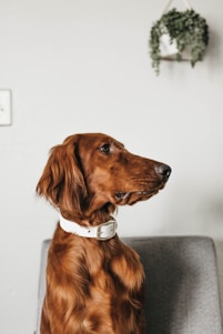 A brown dog with a long, straight coat is sitting upright, wearing a white collar with a brass buckle. The background is neutral, with a piece of green foliage hanging from the ceiling and a gray chair partially visible behind the dog.