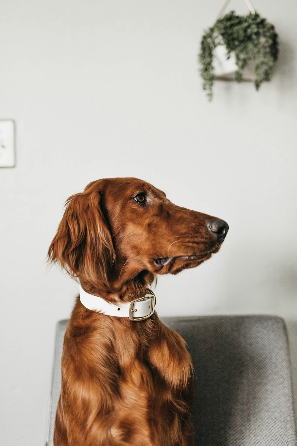 long-coated brown dog