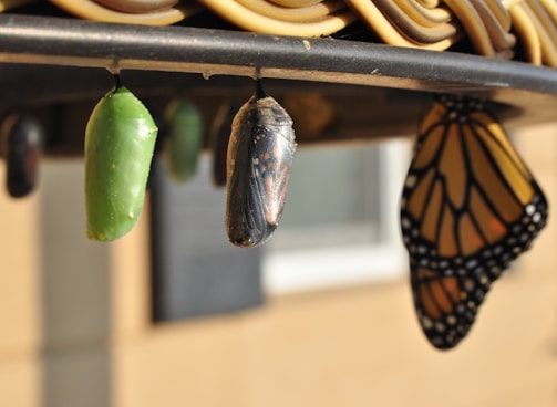 three pupas