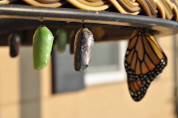 three pupas