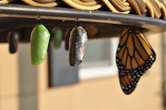 three pupas