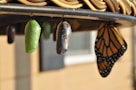 three pupas