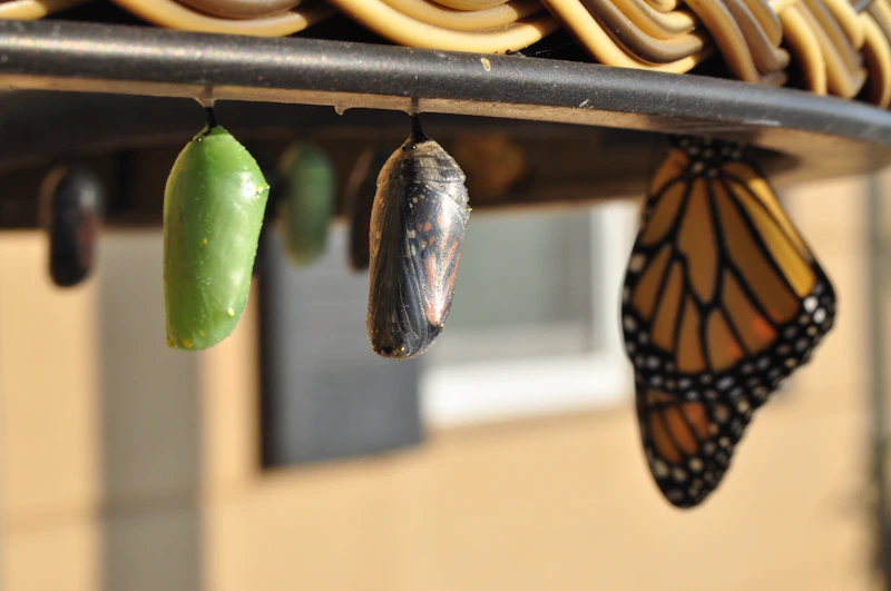 Three butterfly chrysalises at different stages of metamorphosis, from opaque green to transparent to fully emerged, illustrating how each stage of scaffolding becomes unnecessary as the organism matures