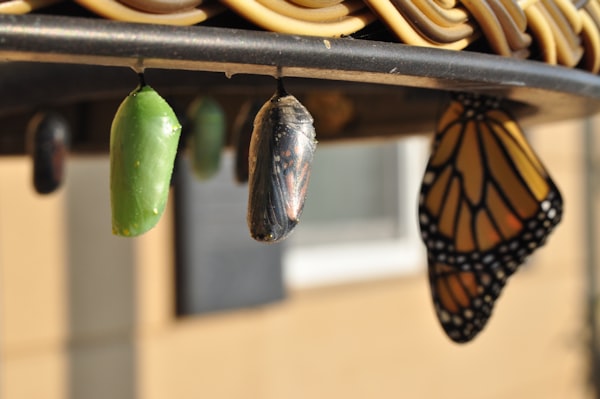 several cocoons and an emerging butterfly hanging on the underside of a table surface