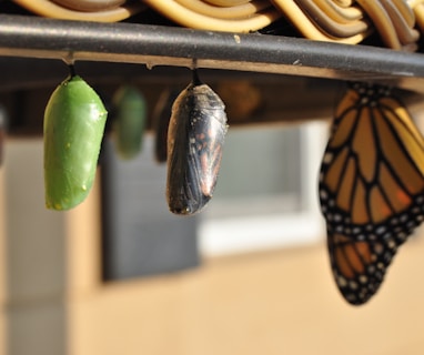 three pupas