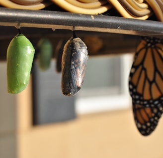 three pupas