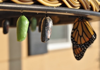 three pupas