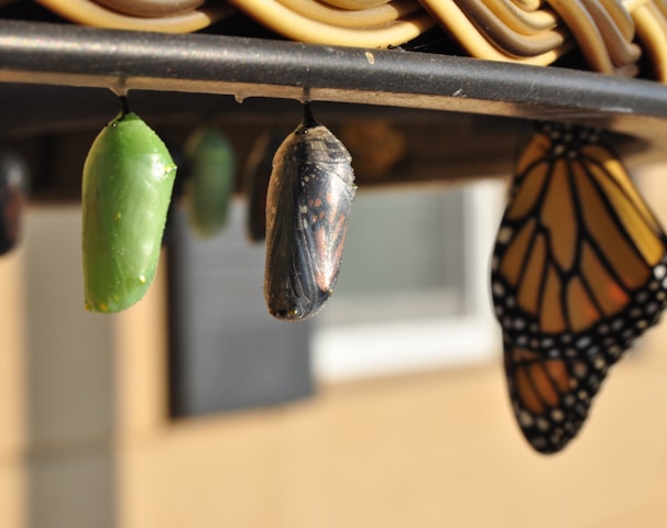 three pupas