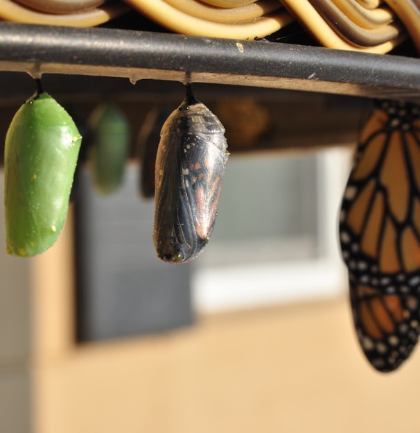 three pupas