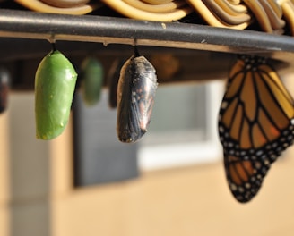 three pupas