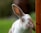 white and brown rabbit looking at camera