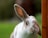 white and brown rabbit looking at camera