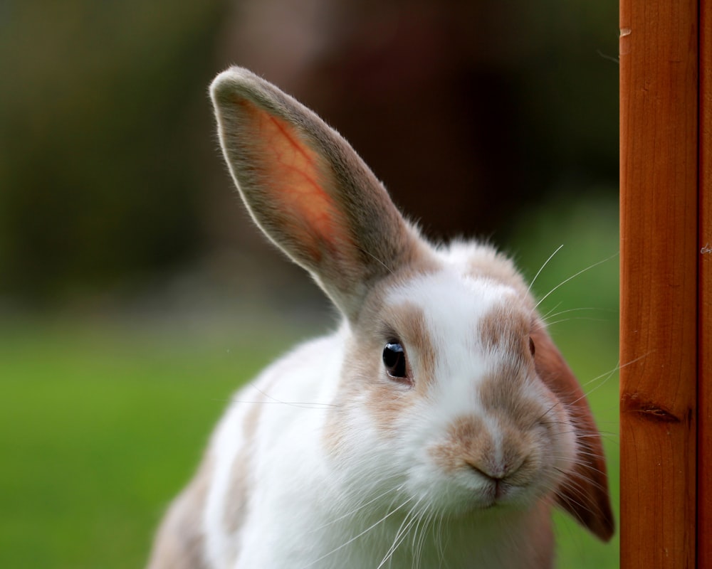 Weißes und braunes Kaninchen schaut in die Kamera