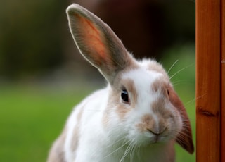 white and brown rabbit looking at camera