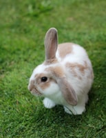 white and brown rabbit