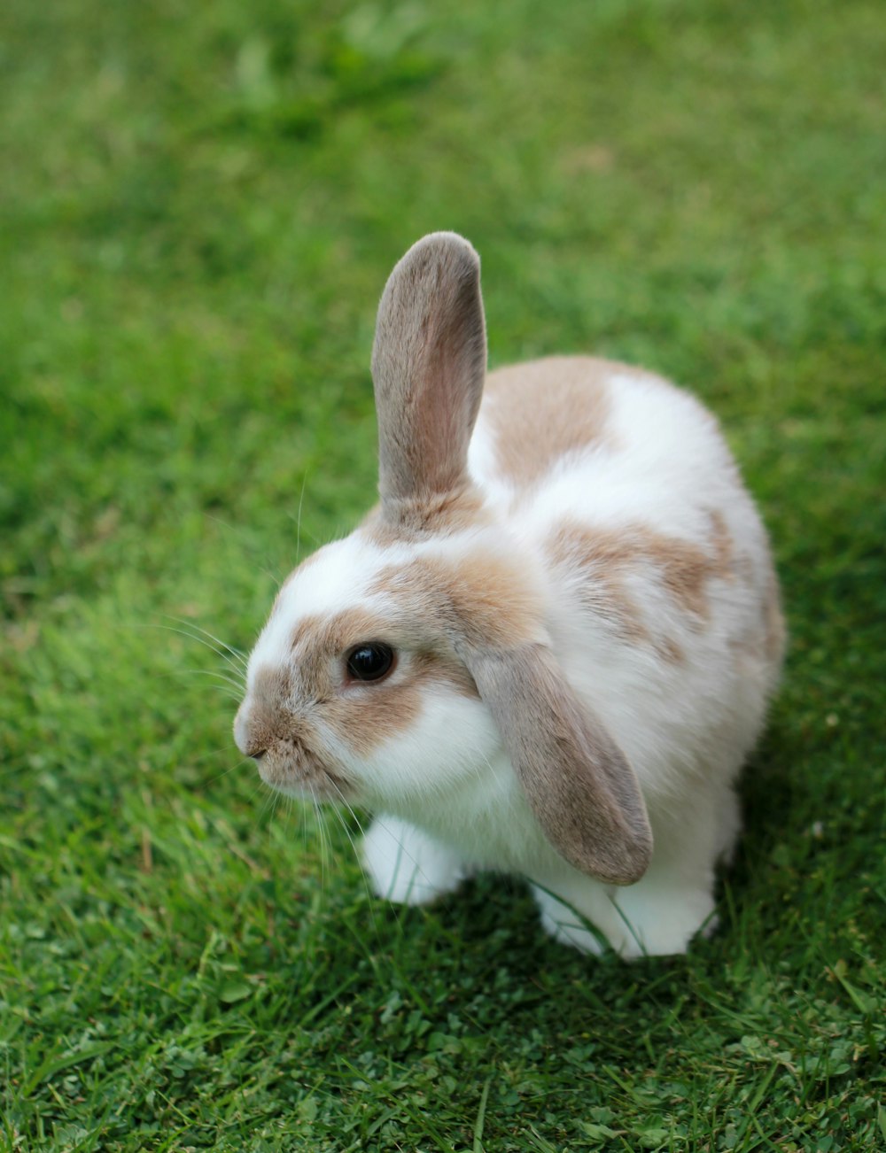 weißes und braunes Kaninchen