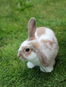 Mini Rex