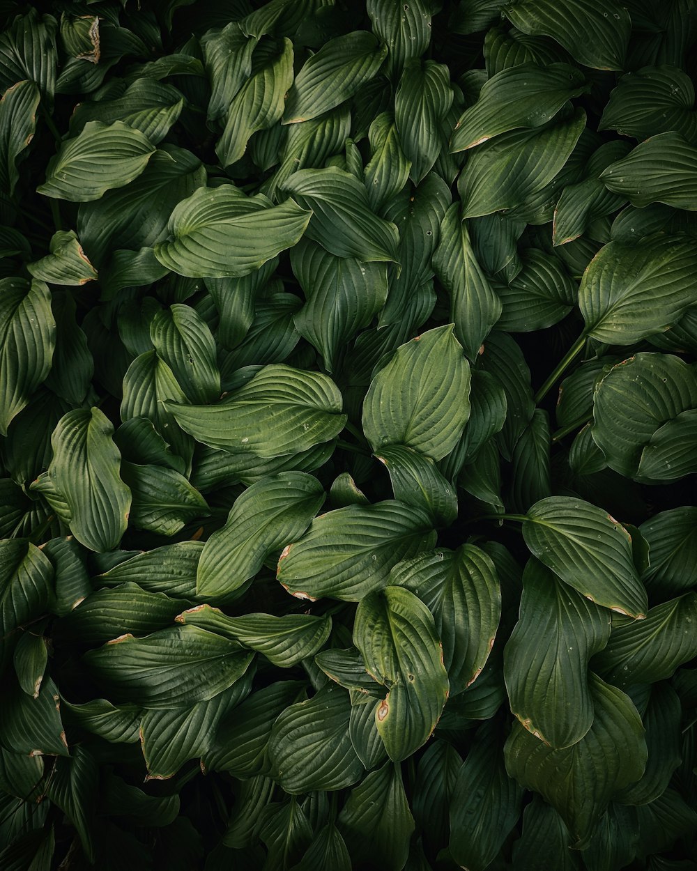Plans à feuilles vertes