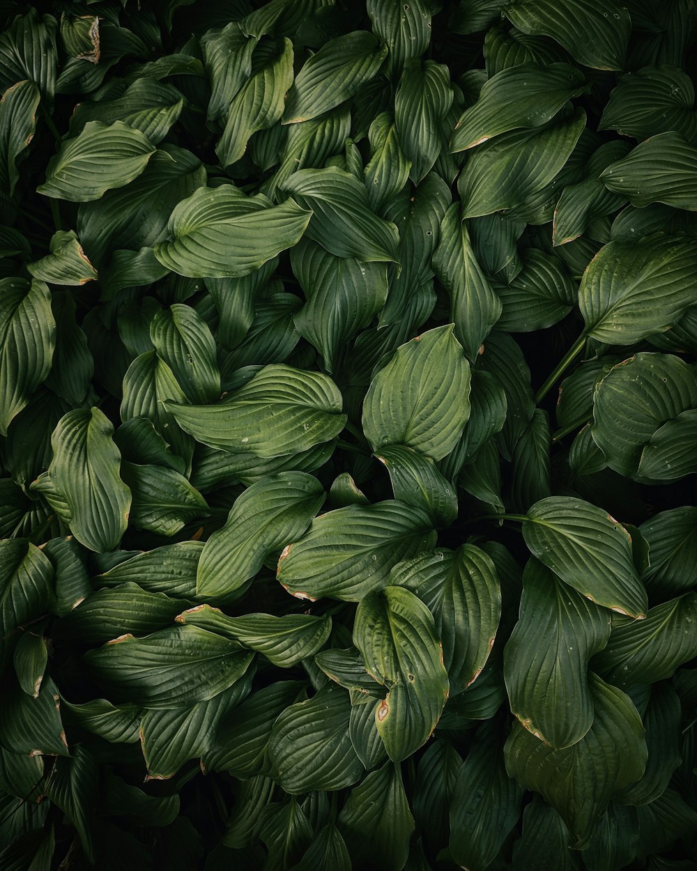 piani a foglia verde