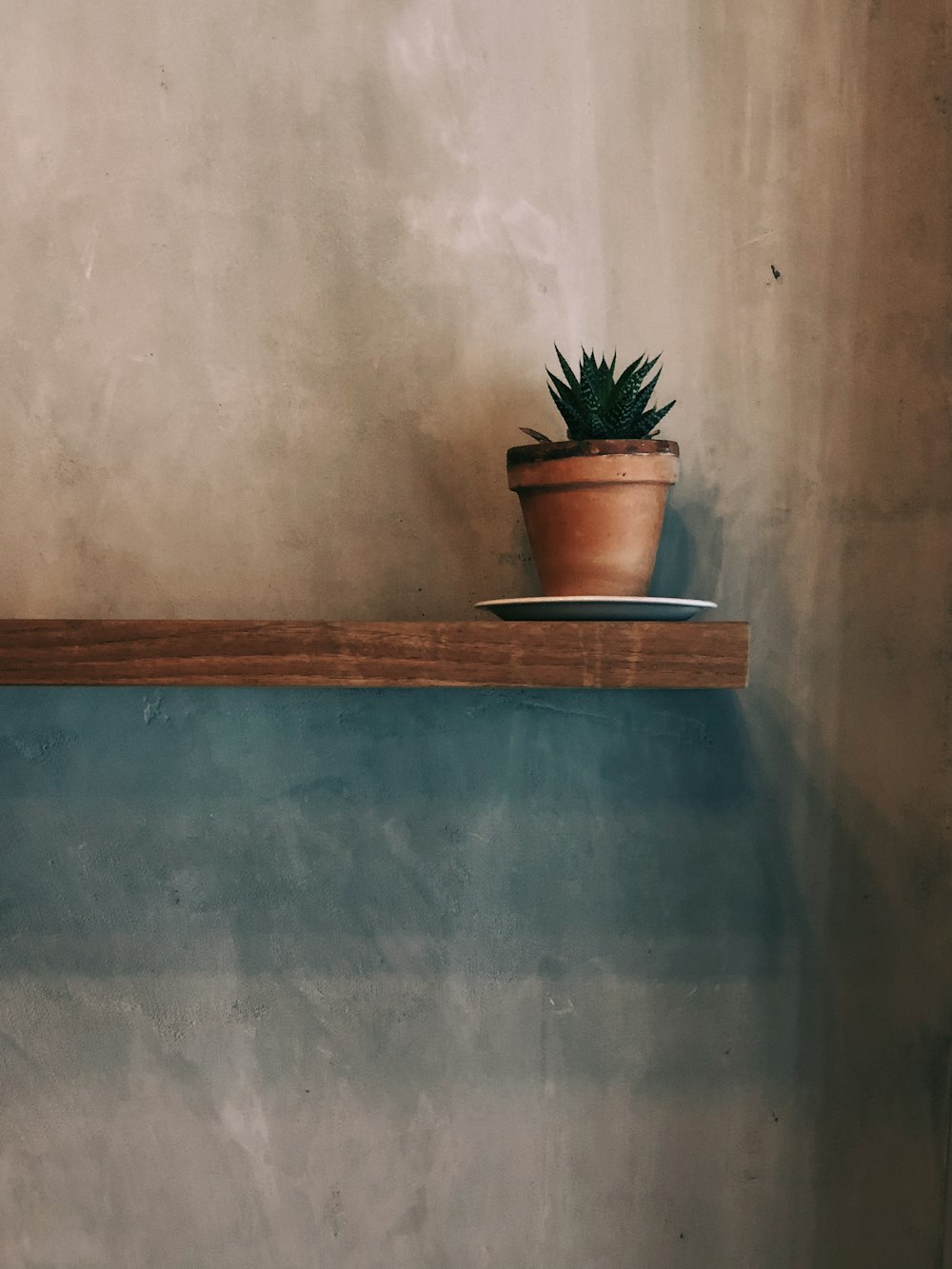 green leaf plant on brown pot on brown wooden floating shelf