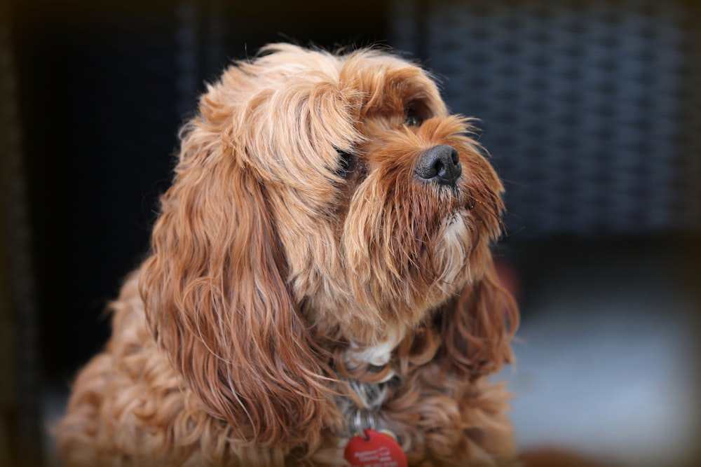 long-coated brown puppy