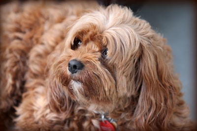Cavoodle Pet