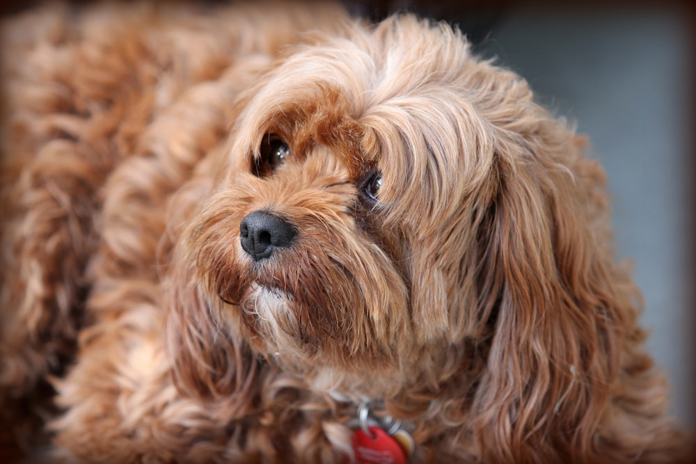 long-coated brown dog