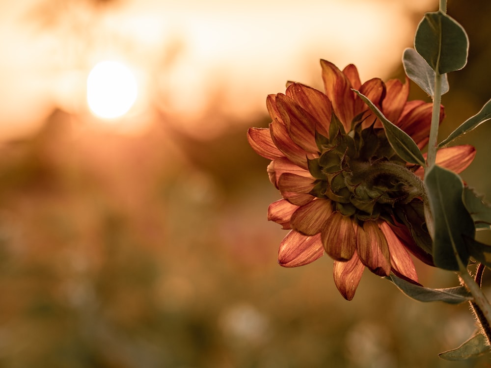 sunflower on selective focus p