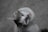 A cat with white and gray fur looks up with wide, curious eyes and prominent whiskers against a blurred gray background, creating a focus on the feline's face.