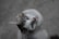 A cat with white and gray fur looks up with wide, curious eyes and prominent whiskers against a blurred gray background, creating a focus on the feline's face.