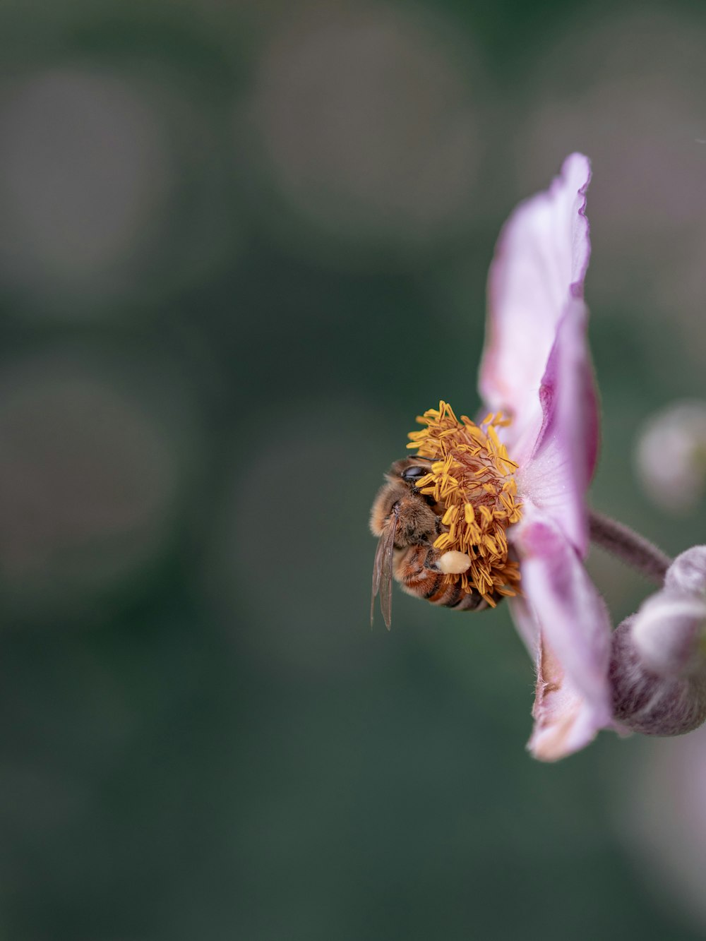 Fotografia de foco seletivo de abelha em flor