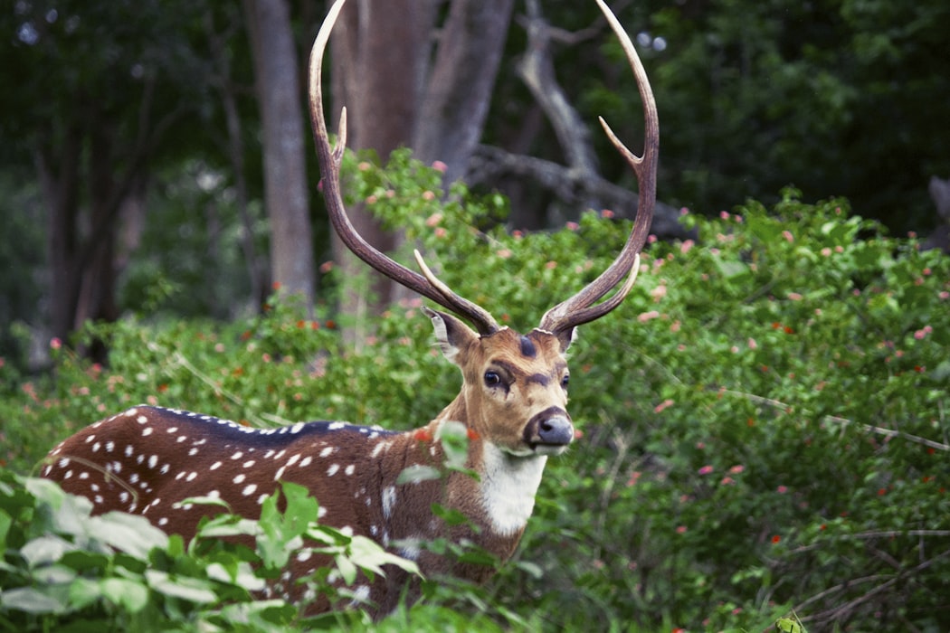 Spotted deer present at Thenmala in Kerala