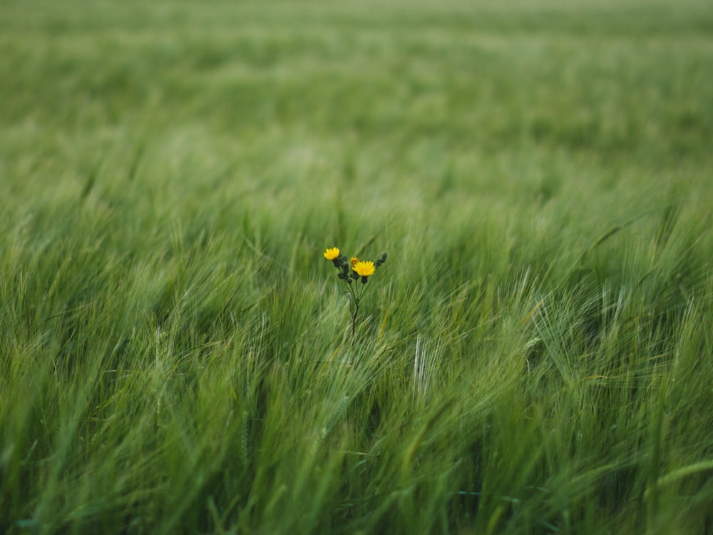 Gelbe Blumen umgeben von grünem Grasfeld