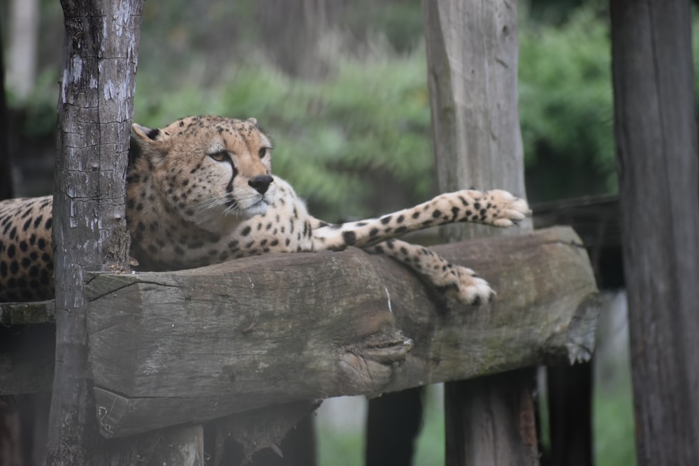 Gepard legt sich auf Holzfläche