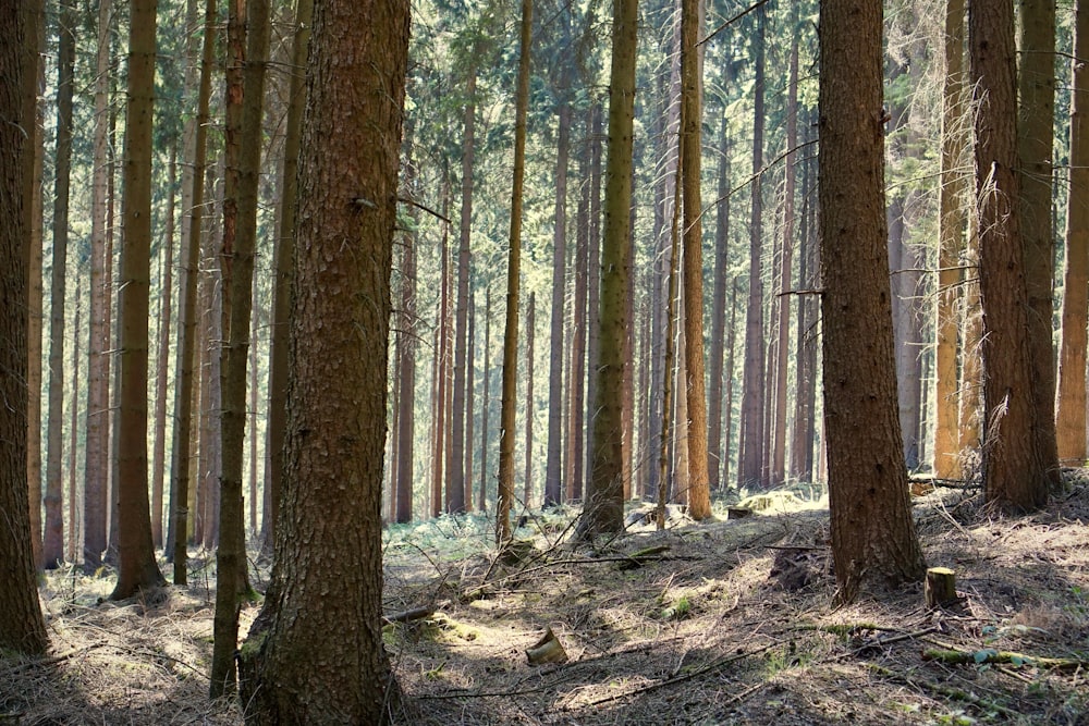 landscape photography of trees