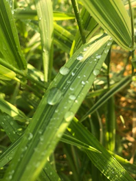 Close-up of fresh patchouli leaves with clear oil droplets shining under soft daylight.