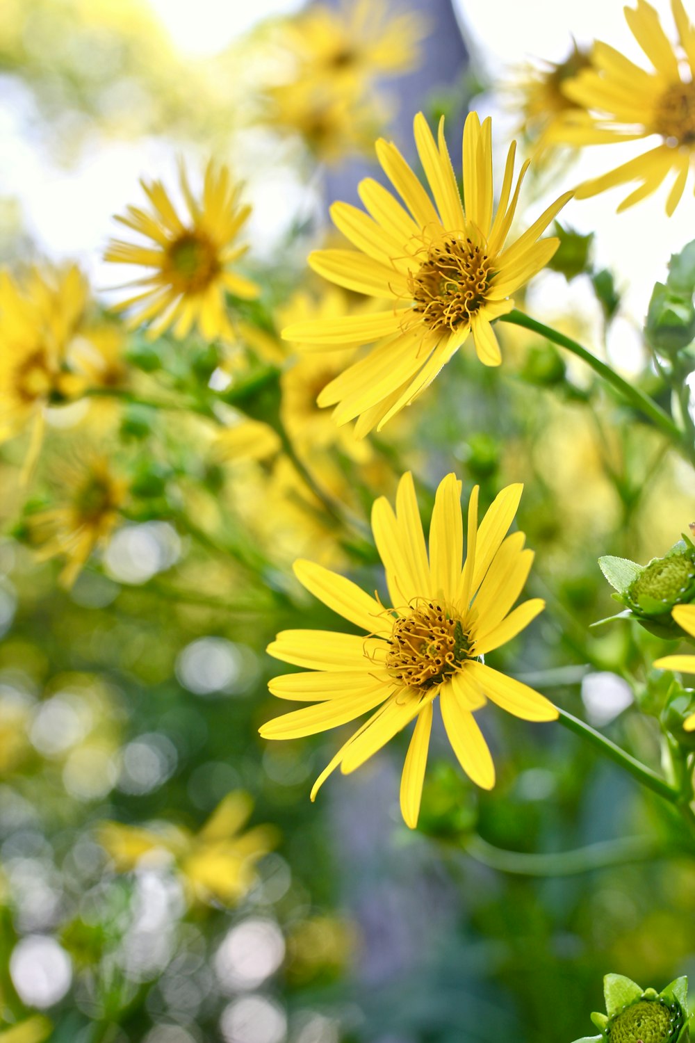 closeup photo of yellow petaled flowers